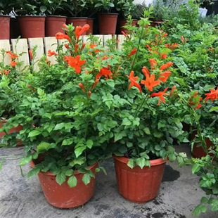 American Lingxiao Flower Climbing Vine Plant Lingxiao Flower Sapling Old Pile Potted Large Seedling Climbing Vine Cold-Resistant and Blooming in All Seasons