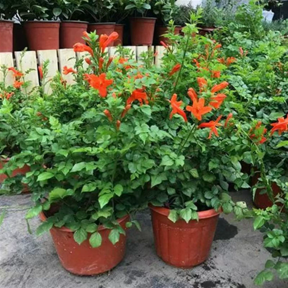 Американская труба Лиана растение труба Лиана саженец старая куча горшок большой саженец вьющаяся лоза морозостойкая Четыре сезона цветение