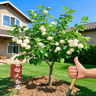 �Ә����ش�����������������Ϸ������Nֲ���Ե��Թ����箔��Y��