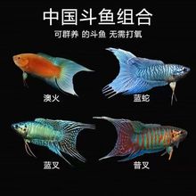 斗魚活魚中國普叉好養耐活淡水小型冷水觀賞魚養不死的懶人魚現貨