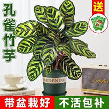 ��ȸ��������ֲ����~�������w���k���҃����՚��҃��^�~�Gֲ���B