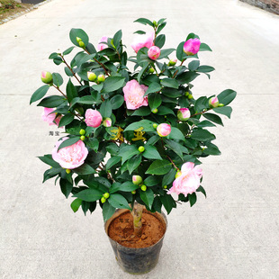 Xiangfei Camellia Variety Grafted Saplings Potted with Buds Indoor Florals All Year Round Courtyard Evergreen Camellia