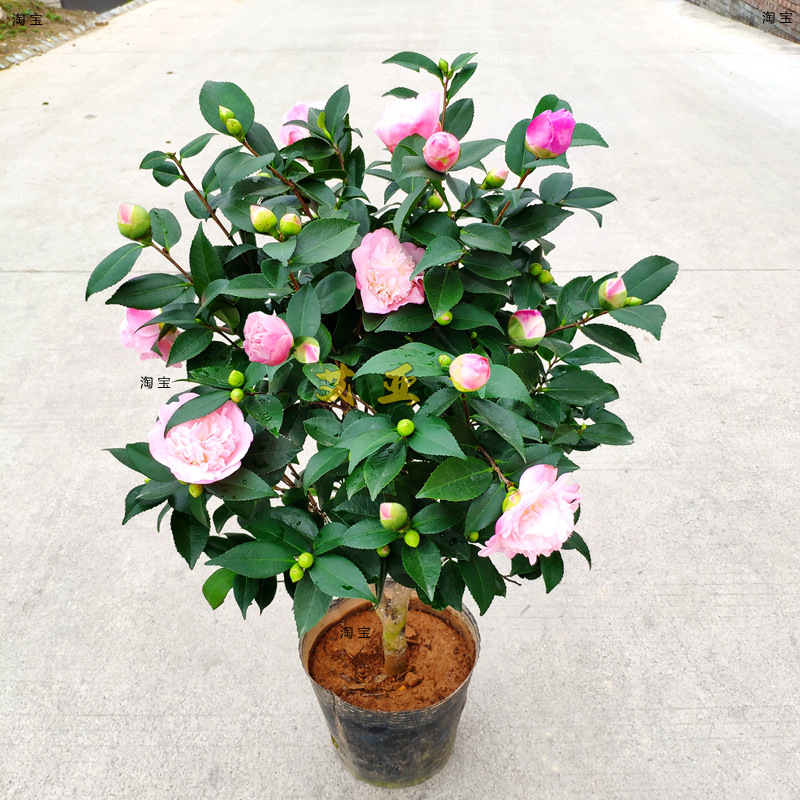 香妃茶花品种嫁接树苗盆栽带花苞室内花卉四季庭院四季常青山茶花