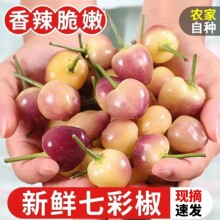 现摘广西七彩椒5斤新鲜辣椒蔬菜五彩椒泡椒小灯笼椒米椒包邮特产