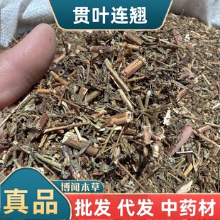 ���x؞�~�B�N��ș���}�s���ݷ� St John's wort powder؞�~��z��