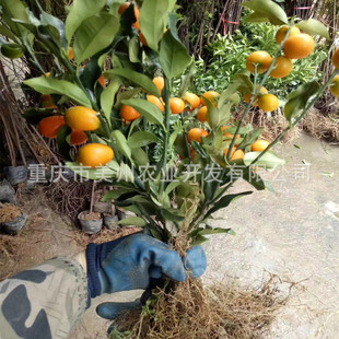 ���Ͻ��ٹ��� �Ĵ������� �F�ݽ������ؑc�o�˽��ٹ�����ľ���l