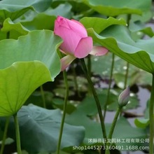 ˮ ˮֲ ˯ɏ ˯ɏK ֲС