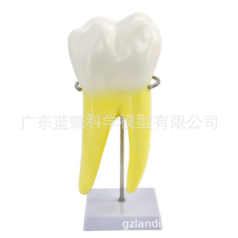 ����ĥ������ģ�� �׶�԰�̾�ҽѧ��ѧ��������ͨ�� �����֧��