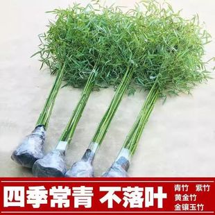 Potted Bamboo Seedlings, Courtyard Hedge Plants, Gold-Encrusted Jade Bamboo, Greening Landscape Bamboo Seedlings, Purple Bamboo Seedlings, Direct Sales and Wholesale from the Base