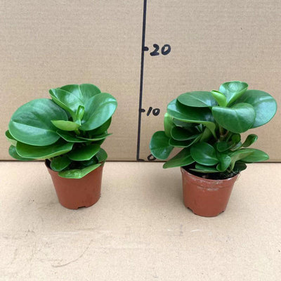 벽옥[원유역 및 원토] 2유역