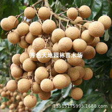 龙眼树苖石硖储良四季桂圆果苗南方种植水果苗木庭院绿化果树苗