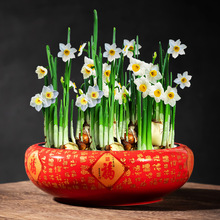 水仙花花盆水养大中小号水培铜钱草绿植盆家用红色中国风陶瓷