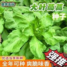 ~Nӡ~ʵ۲˷Nļ͟Դ߮a߲˷N