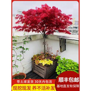 �ձ��t������t�輧�����t�����辰ͥԺ�e����·�ͺ�����G��ֲ��