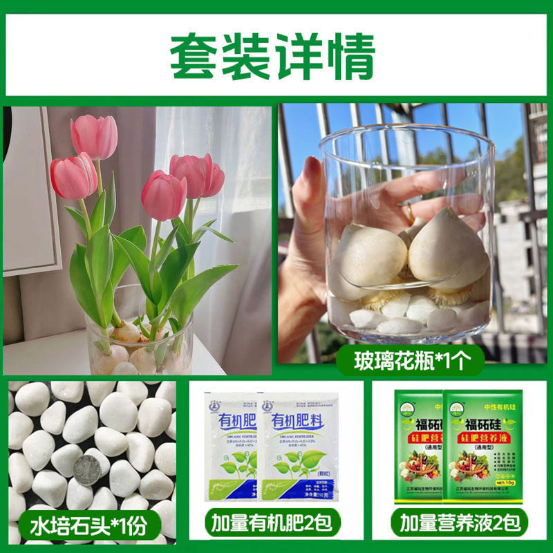 Round bottle hydroponic kit: a10 wangshan tulip 5 large bulbs + 2 nutrient solutions + 2 fertilizers + glass bottle + stones