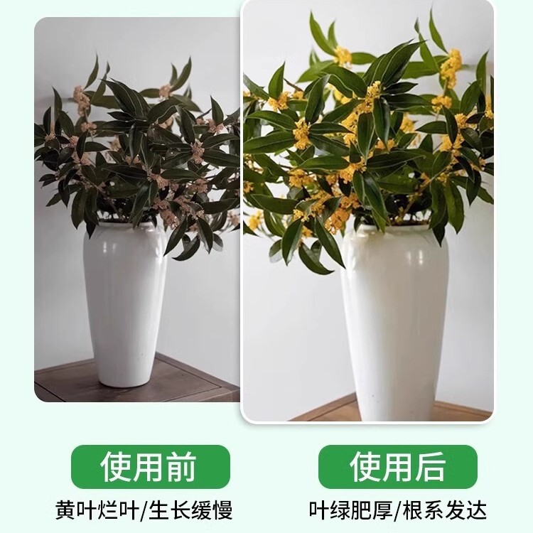 桂花樹専用肥料養生栄養液室内緑植養花窒素リンカリウム花肥通用水溶体肥|undefined