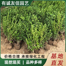 小叶黄杨苗瓜子黄杨球苗庭院四季常青篱笆绿化灌木大叶黄杨冬青球