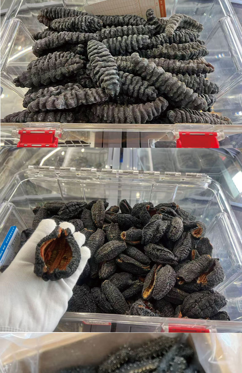 Ready to Eat Sea Cucumber Frozen Cooked 500g Vacuum Packed Seafood Supply in use