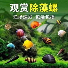 观赏虾活体淡水虾鱼缸清洁虾除藻虾极火蓝丝绒樱花黑壳水晶虾包邮