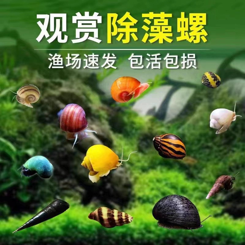 Декоративные креветки, живые пресноводные креветки, очистка аквариума, креветки, удаление водорослей, креветки, очень популярные, синий бархат, вишневый цвет, черная оболочка, хрустальные креветки, бесплатная доставка