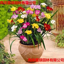��ɫ��ѩ�m�N���ذ�С�n�m�N���ļ��_�����B�҃��ͺ����Ի���ֲ��