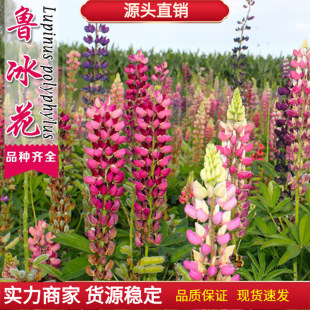 �������N���Ӷ������޸����ȶ��̨ͥԺ���Ի��ܶ����ͺ��ﲥ���N