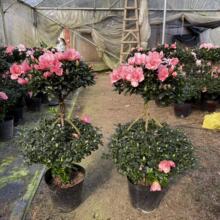 ����ֱ�l���@���Ͷ��N���ҼtͥԺ���Ժ��B������ļ��_��