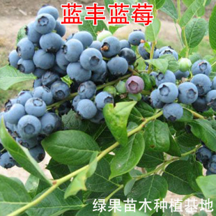 �{ݮ�������Ե��� ���߅��{�� �{�S�{ݮ�� ����ζ�� �ͺ��{ݮ����