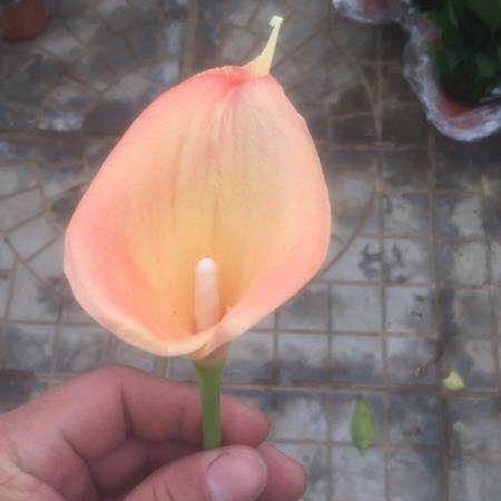 Flor artificial pu sentir Calla Lily Sala decoración del hogar diseño hogar a juego novia celebración flor