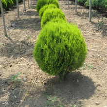 ؘɰľԵԻͥԺGֲSԭɱ