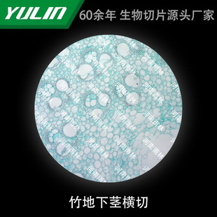 Bamboo Underground Stem Cross-cut Microscope Glass Biological Cell Observation Experiment Specimen Teaching Science Popularization for Colleges and Universities
