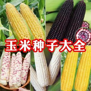 ����Ŵ����ˮ�����������Ŵ���׷N�Ӵ�ȫ�����׷N���ļ�����Nֲ