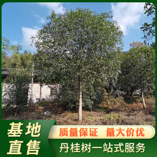 浦城丹桂 2.4米分枝高桿丹桂樹 直徑15公分紅花桂花樹行道樹直售