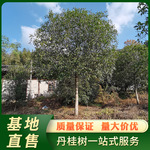 浦城丹桂 2.4米分枝高杆丹桂树 直径15公分红花桂花树行道树直售