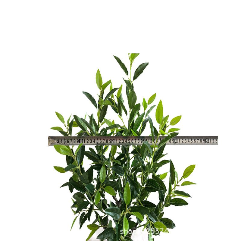 XRS-063 7#盆栽毛尖茶叶360叶 (2).jpg