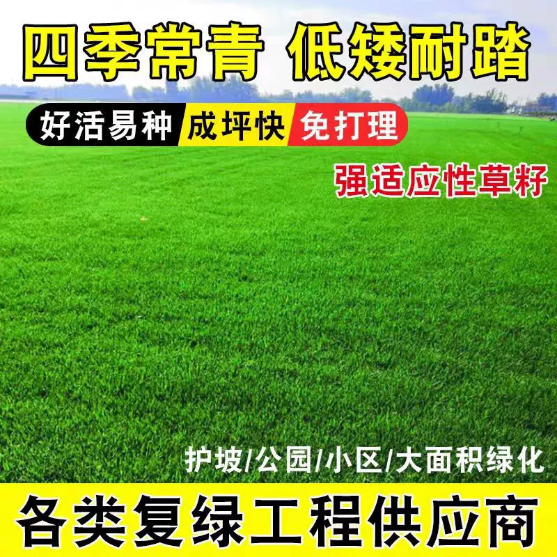 Семена газонов, семена цветов травы, семена зеленой травы, не требующие обрезки, вечнозеленые семена, семена полевых цветов для защиты склонов, зеленения двора.