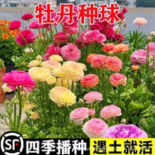 洋牡丹种球花毛茛花苗重瓣种球根花苗种子室内外四季播种开花植物
