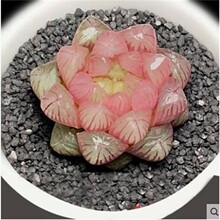 琥珀玉露十二卷黑肌冰灯姬玉露玉露多肉植物组合盆栽花卉盆栽多肉