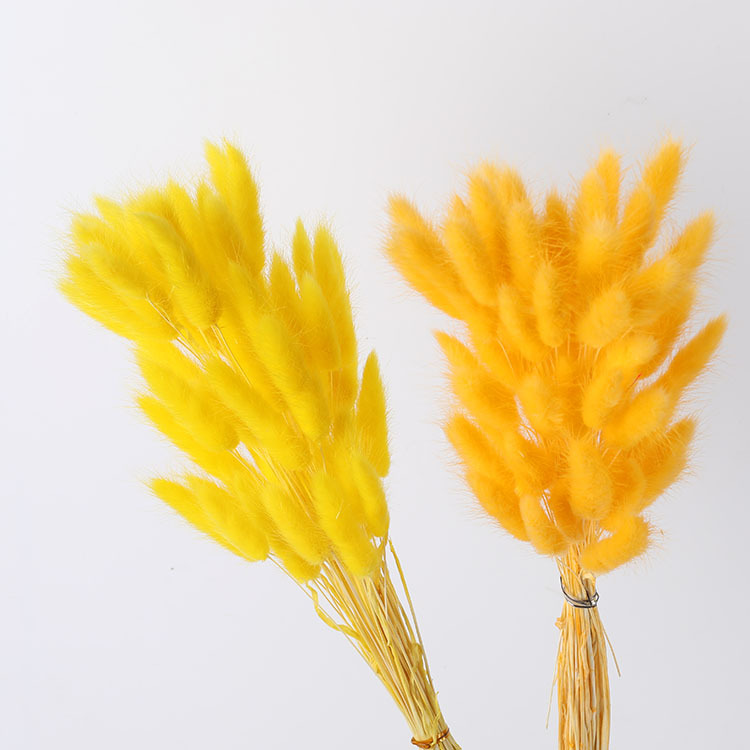 La flor eterna de la flor de la cola de conejo hierba seca 60 piezas al por mayor Dogtail hierba seca ramo de flores decoración DIY conejo hierba de la cola