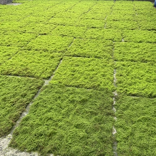 工厂直销仿真苔藓棕丝草皮软装造景仿真草坪棕丝颗粒草皮批发