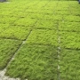 仿真棕丝软装苔藓草皮