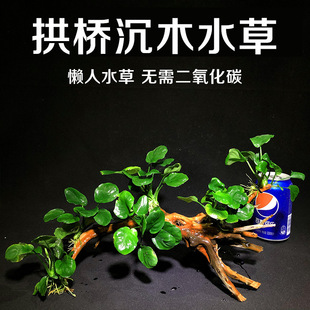 Lazy Water Fig Driftwood Arch Bridge for Aquatic Plants, Suitable for Grass Carp, Soilless Freshwater Plant Tank Landscaping, Live Moss, Danish Fig