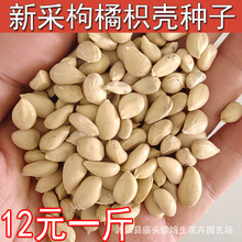 桔 砧木-桔 砧木批发、促销价格、产地货源 - 阿里巴巴