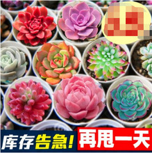 Slֱ¿ֲMϡƷNGֲ҃Ⱥ