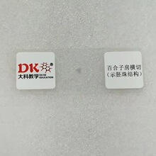 百合子房横切（示胚珠结构） 显微玻片 教学使用 生物切片标本
