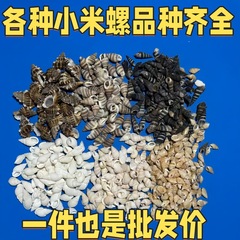 小海螺小米螺天然贝壳海螺手工DIY鱼缸造景微观装饰配件寄居蟹用