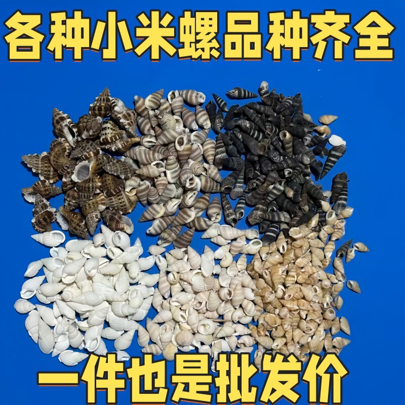 Small Conch, Millet Snail, Natural Shell Conch, Handmade DIY Fish Tank Landscaping, Microscopic Decorative Accessories for Hermit Crabs