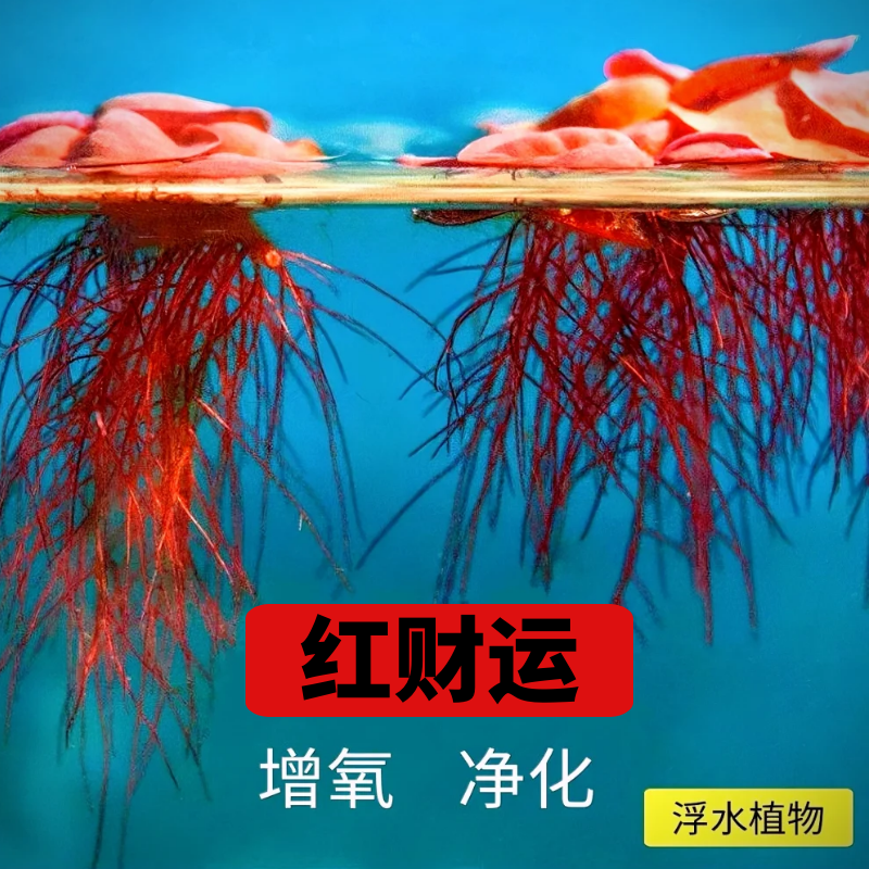 红毛丹浮萍水草乌龟水培植物池塘龟缸鱼缸造景养殖净化水质淡水草