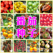 瀑布小番茄種子種籽聖女果櫻桃西紅柿種子大全四季盆栽蔬菜種子