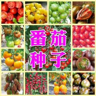 �ٲ�С���ѷN�ӷN���}Ů���������t���N�Ӵ�ȫ�ļ������߲˷N��